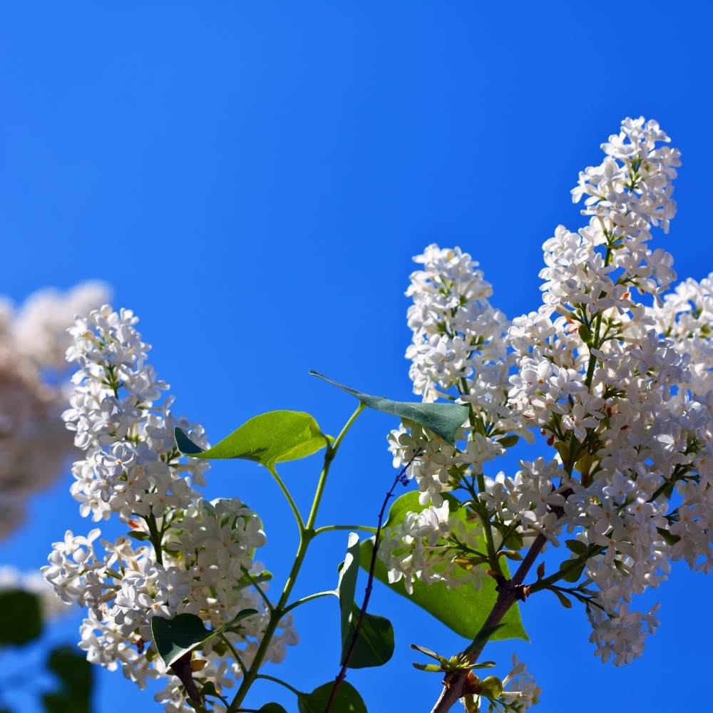 Dieu de la création